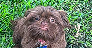 Bella is registered to the contest to win money with this photo: dog, puppy, brown_fur, fluffy, long_hair, small_dog, sitting, grass, lawn, outdoors, pet, collar, blue_tag, bone_tag, facial_expression, portrait, close_up, animal, green_background, photography