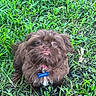 dog, puppy, brown_fur, fluffy, long_hair, small_dog, sitting, grass, lawn, outdoors, pet, collar, blue_tag, bone_tag, facial_expression, portrait, close_up, animal, green_background, photography