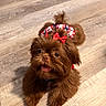 Bella is registered to the contest to win money with this photo: dog, small_dog, brown_fur, fluffy, long_hair, bow, costume, clothing, pet, animal, open_mouth, looking_up, indoor, wood_floor, hardwood, portrait, adorable, cute, playful, centered