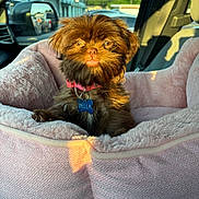 Bella is registered to the contest to win money with this photo: dog, small_dog, shaggy_fur, brown_fur, pink_collar, pet_tag, bella, car, car_interior, pet_bed, pink_blanket, sitting, portrait, sunlight, outdoor, storefront, vehicle, cute, looking_at_camera, animal