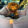 dog, small_dog, shaggy_fur, brown_fur, pink_collar, pet_tag, bella, car, car_interior, pet_bed, pink_blanket, sitting, portrait, sunlight, outdoor, storefront, vehicle, cute, looking_at_camera, animal