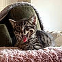 kitten, cat, tabby, tongue_out, fluffy_blanket, pink_blanket, green_cushion, indoor, pet, young_cat, cozy, furniture, cute, whiskers, ears, fur, resting, home, animal, playful