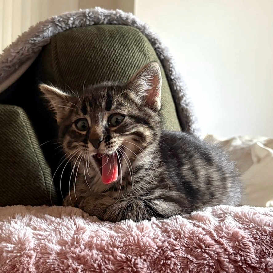 Bawan participe au concours pour gagner de l'argent avec cette photo : animal, cat, cozy, cute, ears, fluffy_blanket, fur, furniture, green_cushion, home, indoor, kitten, pet, pink_blanket, playful, resting, tabby, tongue_out, whiskers, young_cat