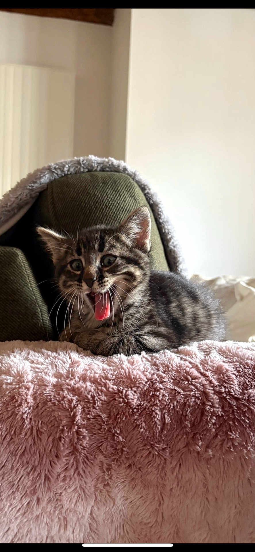 Bawan participe au concours pour gagner de l'argent avec cette photo : kitten, cat, tabby, tongue_out, fluffy_blanket, pink_blanket, green_cushion, indoor, pet, young_cat, cozy, furniture, cute, whiskers, ears, fur, resting, home, animal, playful