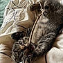 Bawan participe au concours pour gagner de l'argent avec cette photo : kitten, cat, playful, paw, bed, blanket, striped, fur, whiskers, claws, stick, indoor, cute, pet, animal, young, curious, feline, relaxing, cozy