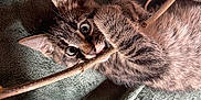 Bawan a rejoint le concours — aidez-le/la à gagner de superbes lots ! kitten, cat, tabby, stick, playing, pet, animal, cute, feline, fur, whiskers, ears, eyes, claws, blanket, cozy, indoor, closeup, young, resting