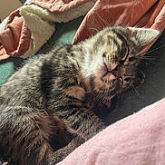 Bawan participe au concours pour gagner de l'argent avec cette photo : kitten, cat, sleeping, tabby, fur, closeup, cozy, blanket, soft, indoor, pet, resting, cute, whiskers, paw, young, animal, feline, relaxation, nap
