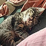 kitten, cat, sleeping, tabby, fur, closeup, cozy, blanket, soft, indoor, pet, resting, cute, whiskers, paw, young, animal, feline, relaxation, nap