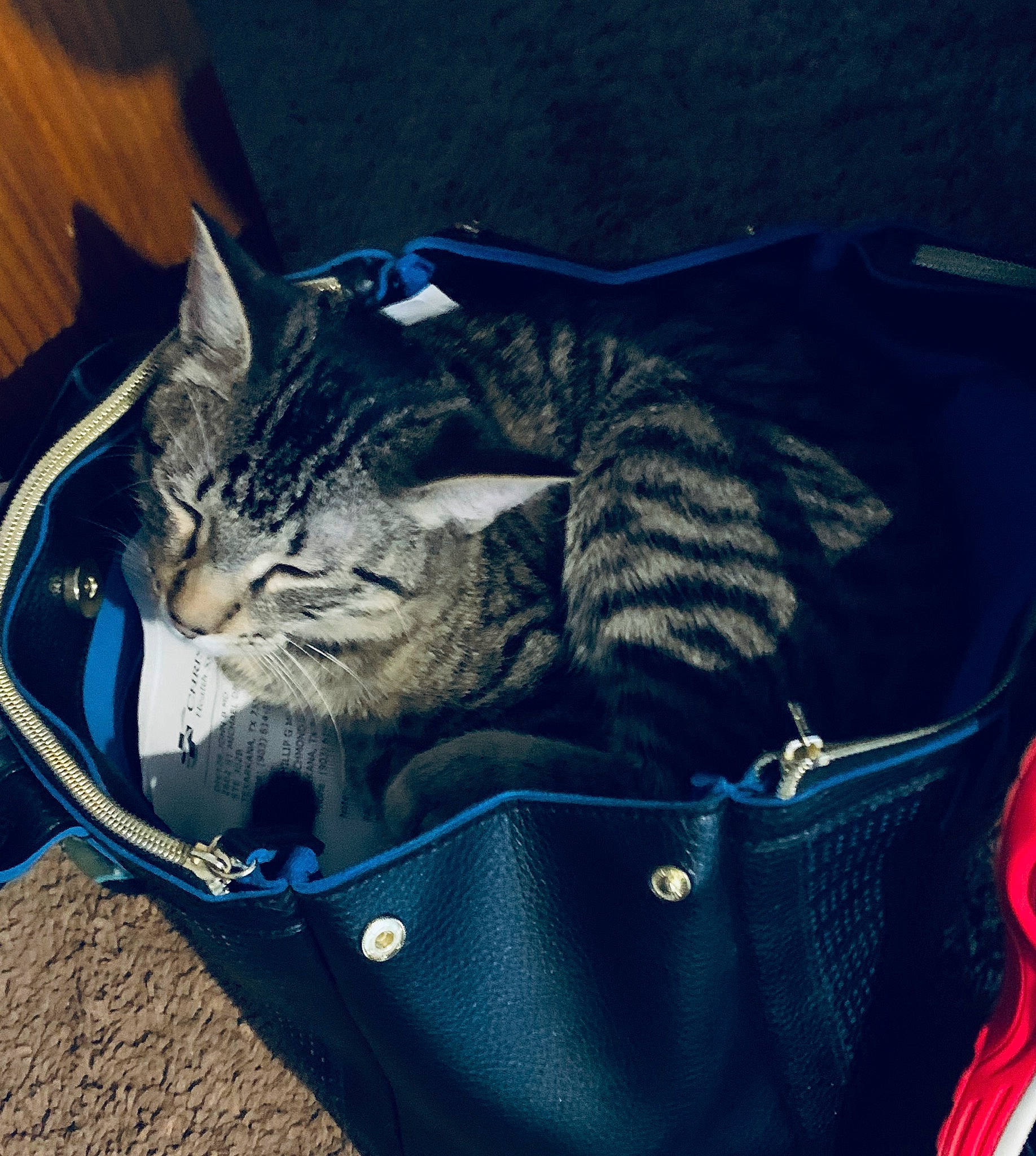 Topper is registered to the contest to win money with this photo: bag, baggage, blue, carnivore, cat, domestic_short_haired_cat, felidae, kitten, luggage_and_bags, small_to_medium_sized_cats, whiskers