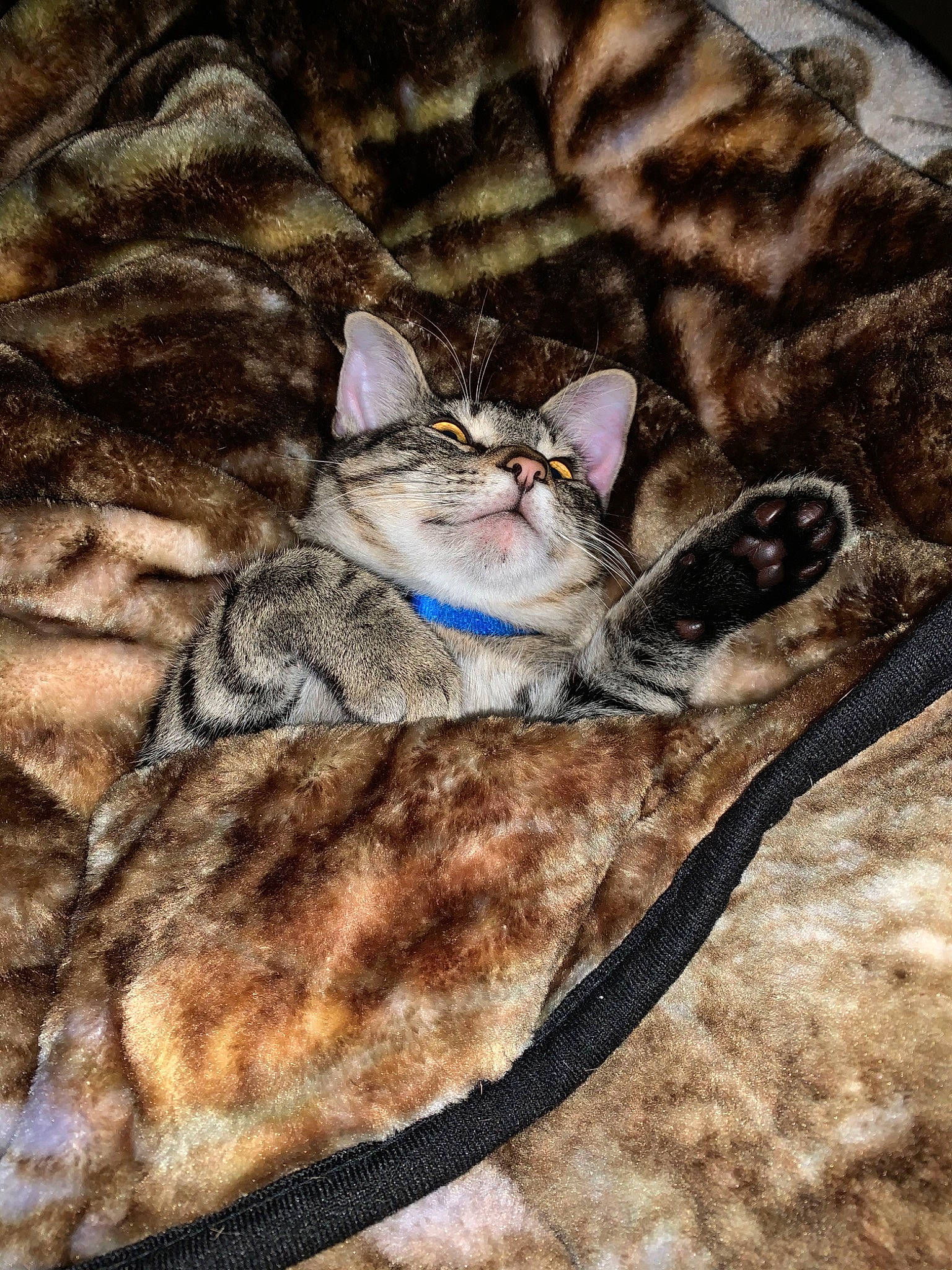 Topper is registered to the contest to win money with this photo: aegean_cat, american_shorthair, asian, carnivore, cat, domestic_short_haired_cat, dragon_li, egyptian_mau, european_shorthair, felidae, fur, kitten, ocicat, ojos_azules, rusty_spotted_cat, small_to_medium_sized_cats, tabby_cat, whiskers, wild_cat, wildlife