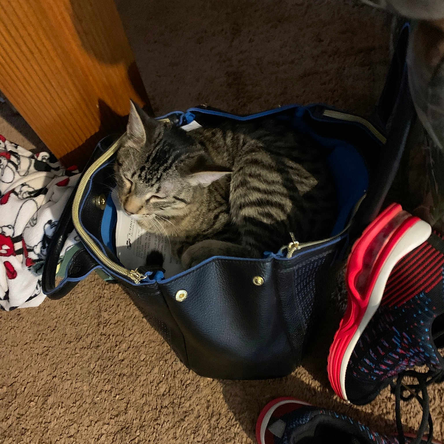 Topper is registered to the contest to win money with this photo: cat, felidae, footwear, shoe, whiskers