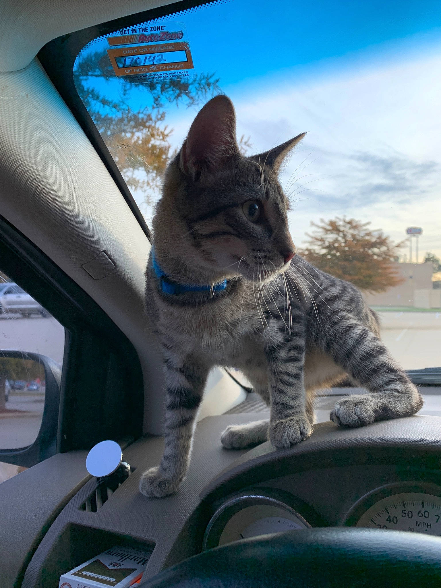 Topper joined the competition — help win amazing prizes! asian, auto_part, automotive_exterior, automotive_window_part, car, carnivore, cat, domestic_short_haired_cat, dragon_li, felidae, glass, small_to_medium_sized_cats, snout, vehicle, vehicle_door, whiskers, window, windshield