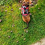 Deebo is registered to the contest to win money with this photo: dog, puppy, grass, harness, service_dog, looking_up, sneakers, boots, sidewalk, outdoors, tail, brown_coat, leaves, small_dog, cute, person_feet, tree, moss, yard, photograph