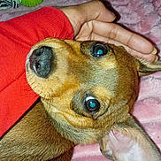 Deebo is registered to the contest to win money with this photo: dog, small_dog, pet, brown_fur, dog_face, eyes, nose, ear, human_hand, red_sleeve, pink_blanket, plush_blanket, rope_toy, green_toy, plastic_bottle, indoor, close_up, portrait, muzzle, cozy