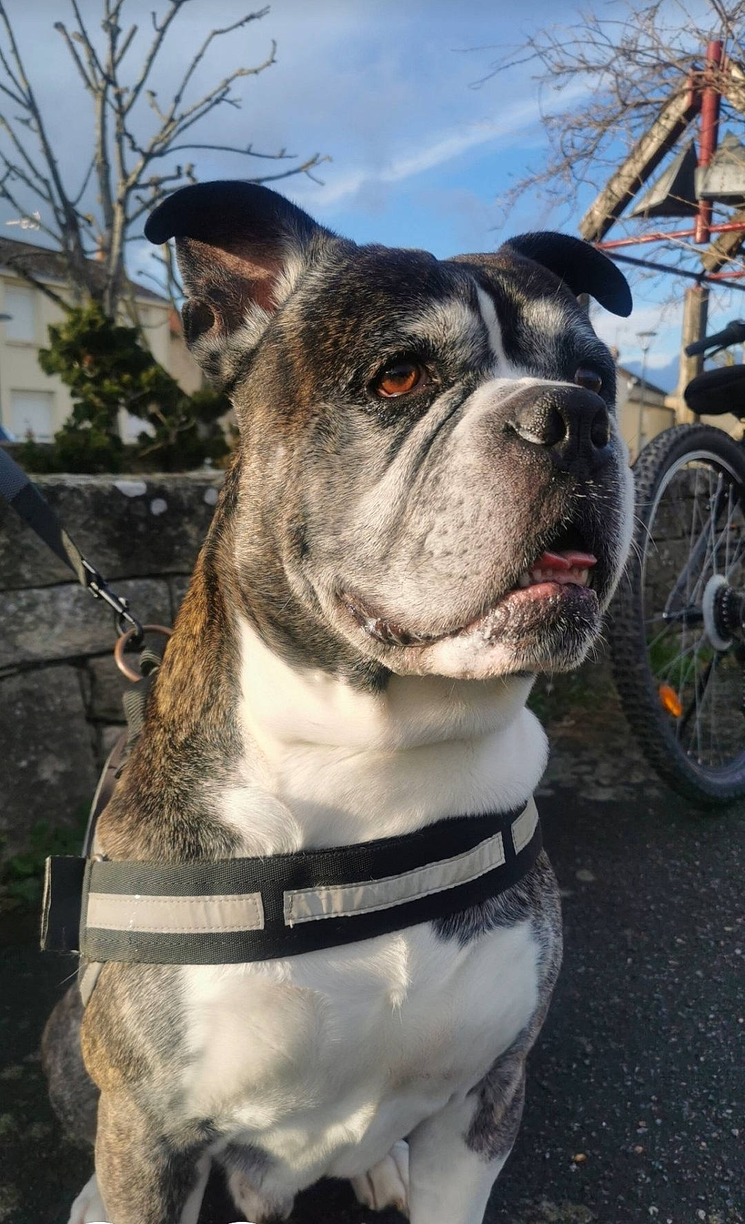 Tomy participe au concours pour gagner de l'argent avec cette photo : bicycle_wheel, bulldog, carnivore, collar, companion_dog, dog, dog_breed, dog_collar, fashion_accessory, fawn, leash, plant, sky, snout, sporting_group, tire, wheel, whiskers, working_animal, wrinkle