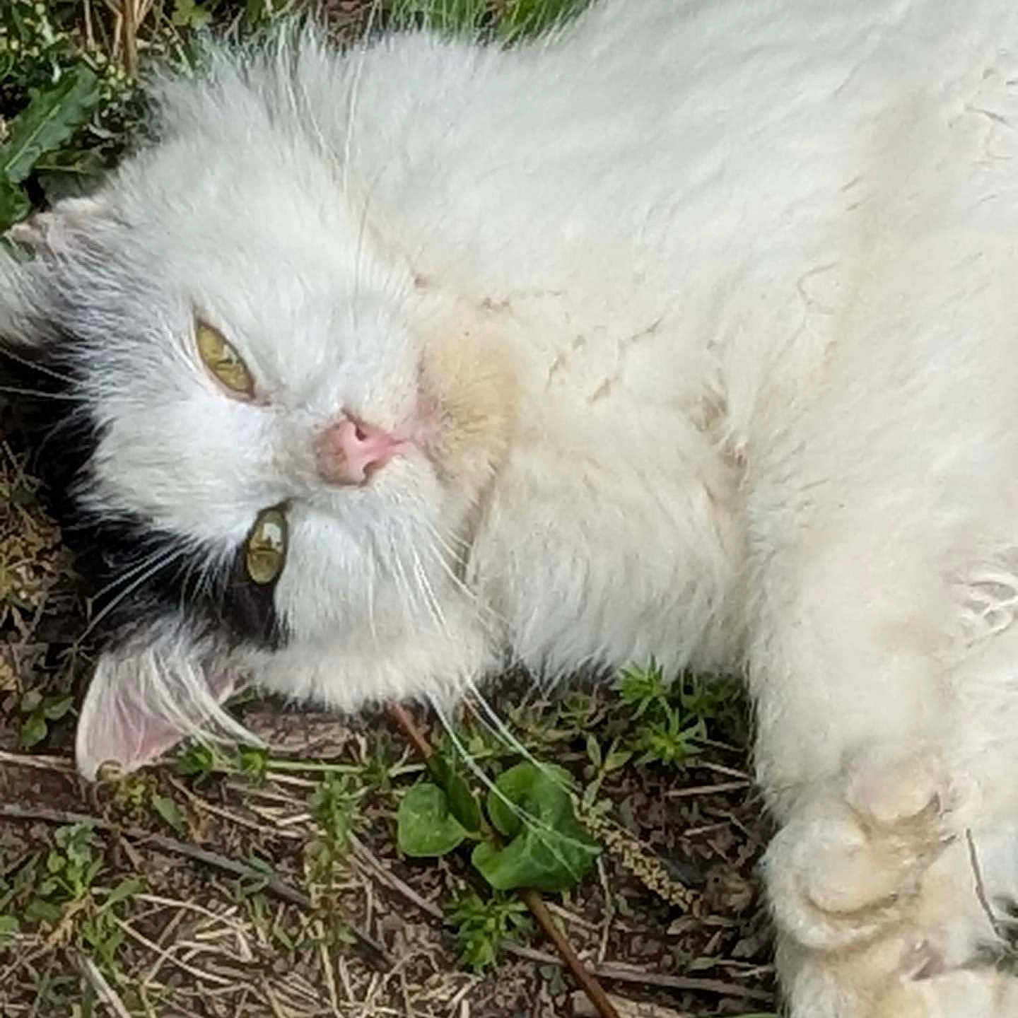 Patches