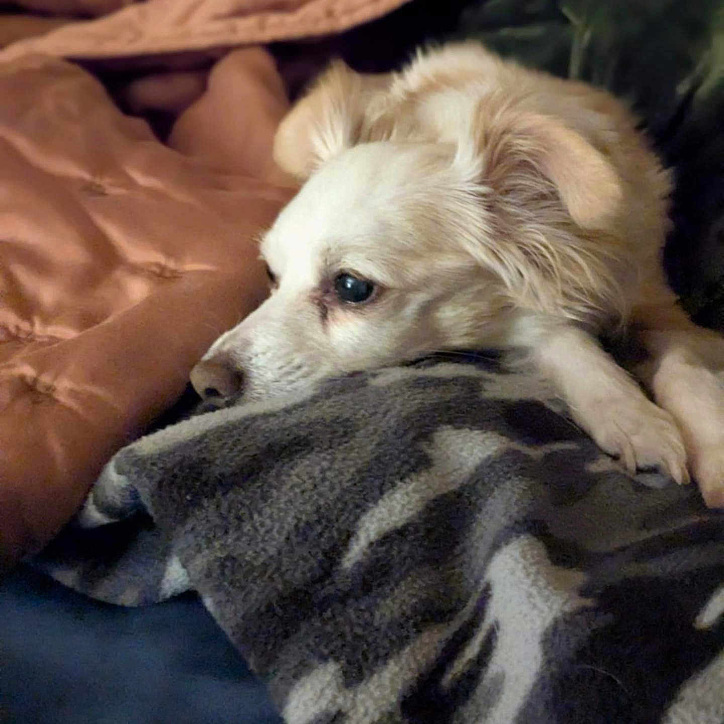 Milo