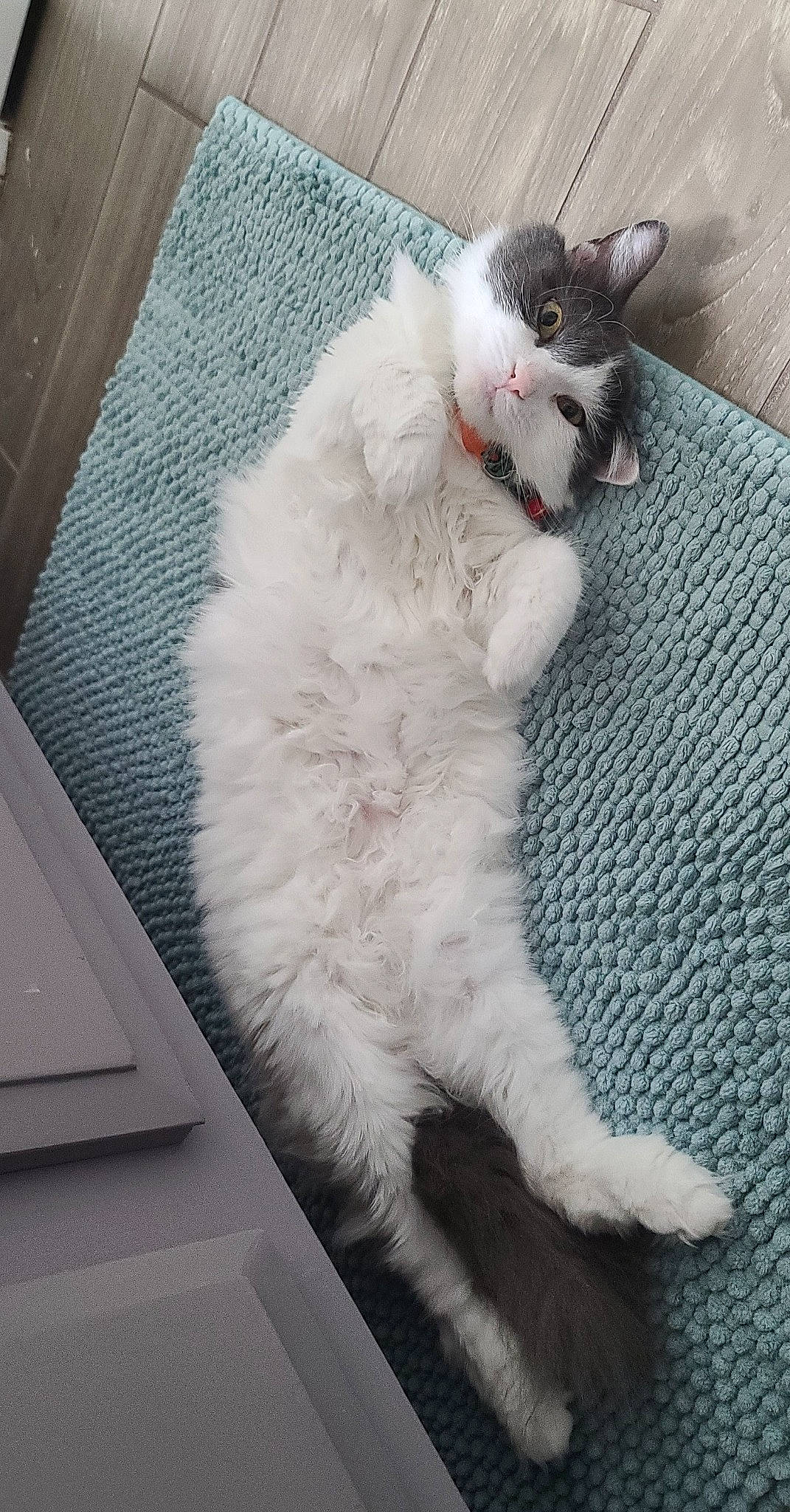 Mishka is registered to the contest to win money with this photo: british_longhair, carnivore, cat, claw, comfort, companion_dog, domestic_short_haired_cat, felidae, flooring, foot, fur, grey, paw, sitting, small_to_medium_sized_cats, snout, tail, terrestrial_animal, whiskers