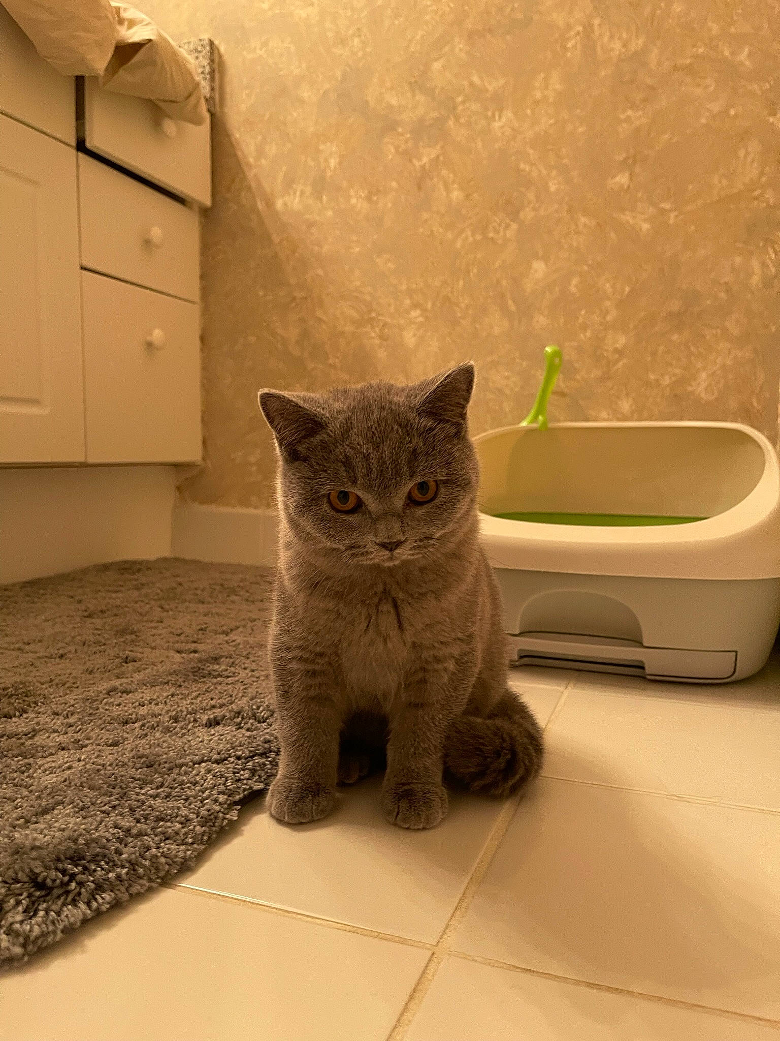 Boba is registered to the contest to win money with this photo: cabinetry, carnivore, cat, cat_supply, comfort, cupboard, domestic_short_haired_cat, fawn, felidae, flooring, fur, grey, hardwood, sitting, small_to_medium_sized_cats, snout, tail, terrestrial_animal, whiskers, wood