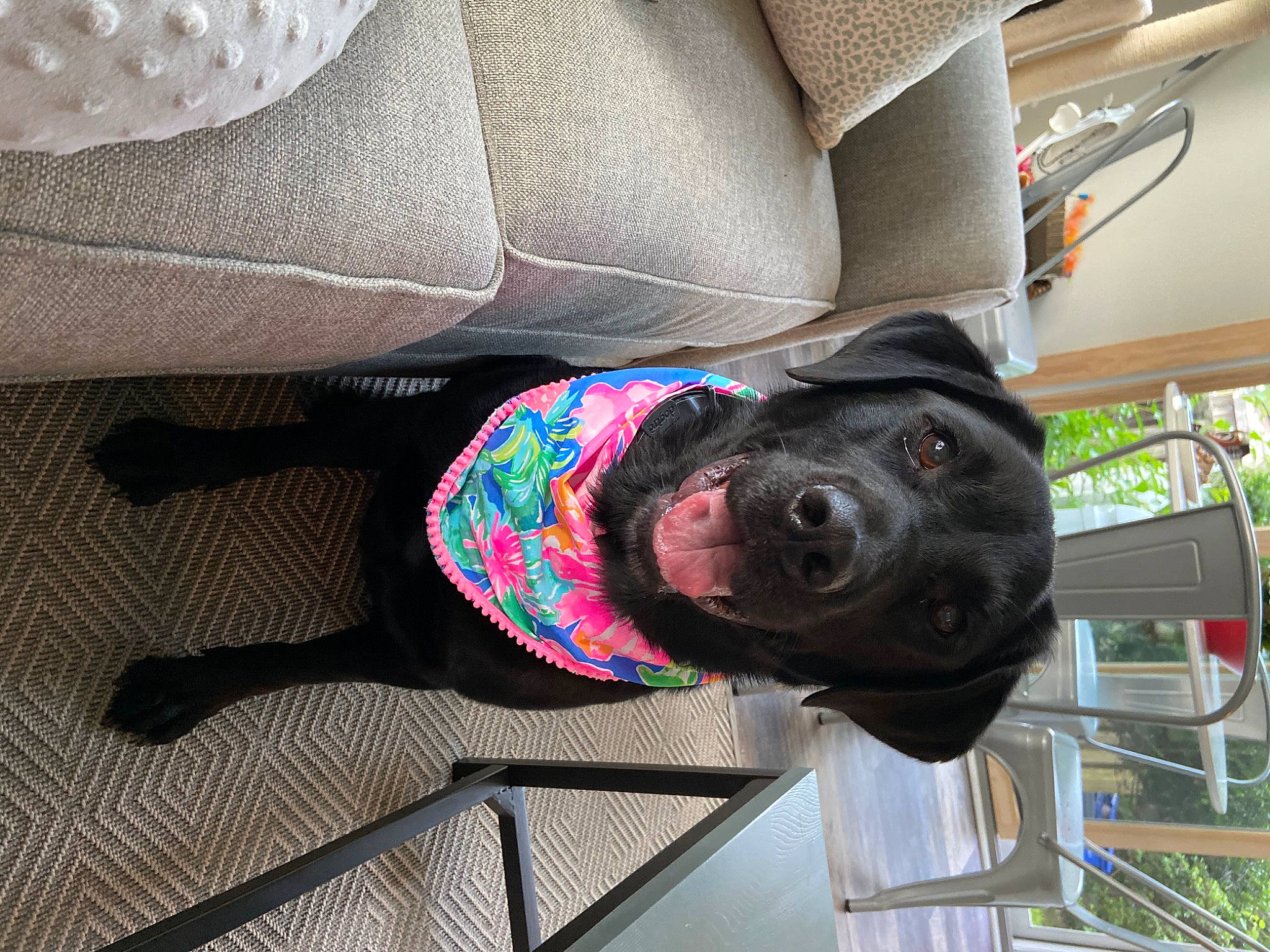 Willa is registered to the contest to win money with this photo: canidae, carnivore, companion_dog, dog, dog_breed, dog_clothes, fawn, pug, puppy, snout, sporting_group