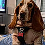 animal, beagle, canine, computerhardware, couch, cushion, dog, electronics, furniture, hardware, homedecor, hound, indoors, interiordesign, monitor, pet, pointer, puppy, screen, tv