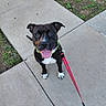 animal, black_and_white, canine, collar, concrete, cute, daylight, dog, ears_up, friendly, grass, happy, leash, outdoor, pet, playful, sidewalk, sitting, smiling, tongue_out