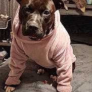 Baby Girl joined the competition — help win amazing prizes! animal, bed, blanket, brown_dog, casual, cozy, curtain, cute, dog, furniture, home, hoodie, indoor, lamp, pet, plush_toy, relaxed, sloth, soft, warm_lighting