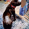 Baby Girl joined the competition — help win amazing prizes! animal, bag, black_dog, cardboard, carpet, collar, container, curious, dog, domestic, floor, home, indoor, looking_back, messy, object, pet, rug, standing, tile_floor
