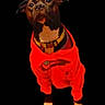 Baby Girl is registered to the contest to win money with this photo: alert, animal, black_and_tan, black_background, canine, collar, cute, dog, domestic_animal, hoodie, isolated, looking_up, pet, portrait, red_clothing, short_hair, small_dog, standing, studio_style, young_dog