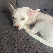 Tobi participe au concours pour gagner de l'argent avec cette photo : puppy, dog, white_dog, sleeping, cozy, blanket, couch, pet, indoor, resting, fur, animal, ears, nose, tail, relaxed, cute, domestic_animal, companion, lying_down