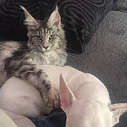 Aika a rejoint le concours — aidez-le/la à gagner de superbes lots ! cat, dog, couch, pillow, blanket, sleeping, resting, pet, fur, cozy, indoor, relaxed, animal, companion, friendship, comfort, nap, cute, paw, ears