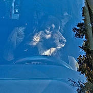 Happy participe au concours pour gagner de l'argent avec cette photo : dog, car, steering_wheel, window, reflection, tree, sky, pet, animal, inside_car, seat, calm, looking_out, fur, portrait, daylight, nature_reflection, vehicle_interior, canine, still_life