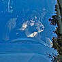 dog, car, steering_wheel, window, reflection, tree, sky, pet, animal, inside_car, seat, calm, looking_out, fur, portrait, daylight, nature_reflection, vehicle_interior, canine, still_life