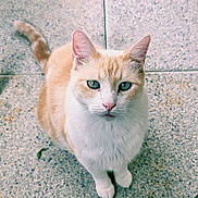 Scratchy a rejoint le concours — aidez-le/la à gagner de superbes lots ! cat, animal, pet, cream_color, white_color, blue_eyes, outdoor, stone_pavement, sitting, looking_up, curious, feline, whiskers, ears, tail, close_up, daylight, nature, domestic_animal, portrait