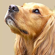 Bibi is registered to the contest to win money with this photo: animal, beautiful, beige_background, canine, closeup, curious, dog, domestic_animal, ears, friendly, fur, golden_retriever, long_hair, looking_up, muzzle, pet, portrait, side_view, soft_lighting, whiskers