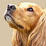 animal, beautiful, beige_background, canine, closeup, curious, dog, domestic_animal, ears, friendly, fur, golden_retriever, long_hair, looking_up, muzzle, pet, portrait, side_view, soft_lighting, whiskers