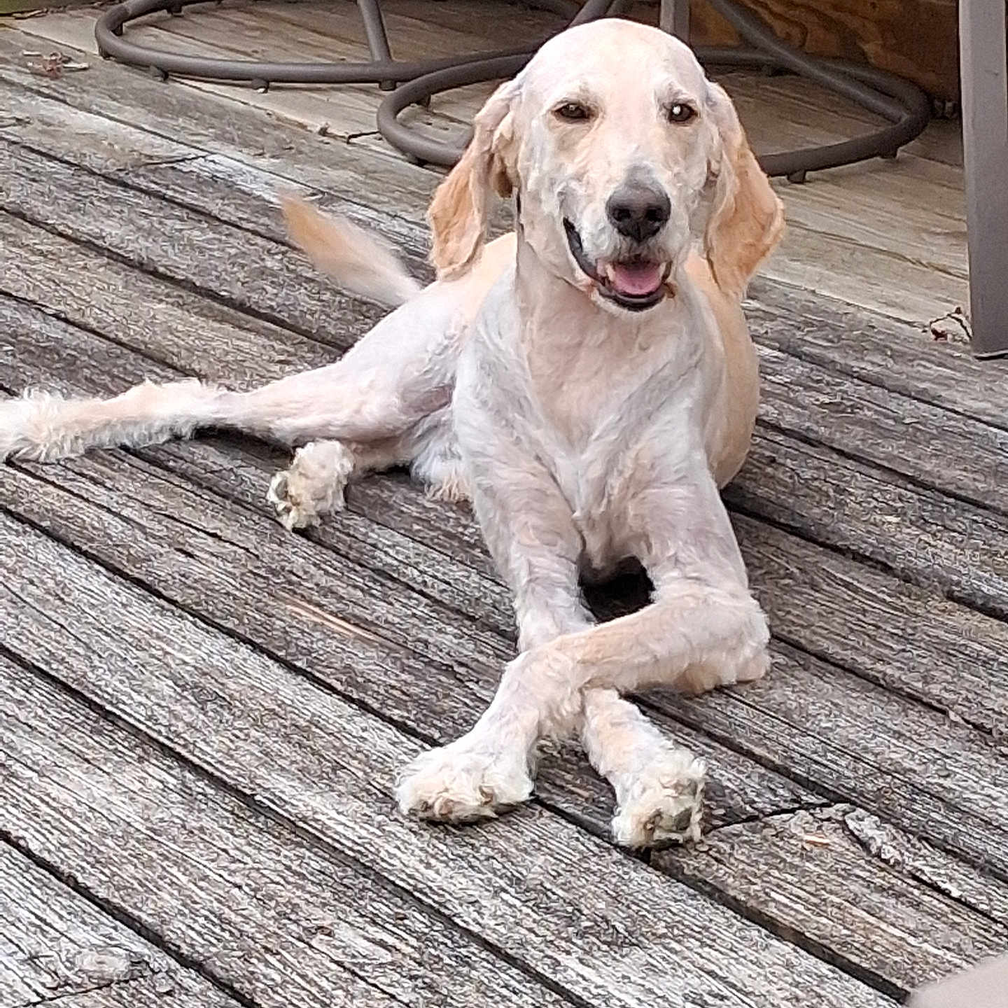 Jax is registered to the contest to win money with this photo: animal, backyard, canine, crossed_paws, dog, domestic_animal, furniture, happy, leisure, natural_light, outdoor, patio, pet, relaxed, resting, smiling, summer, sunlight, tongue_out, wooden_deck