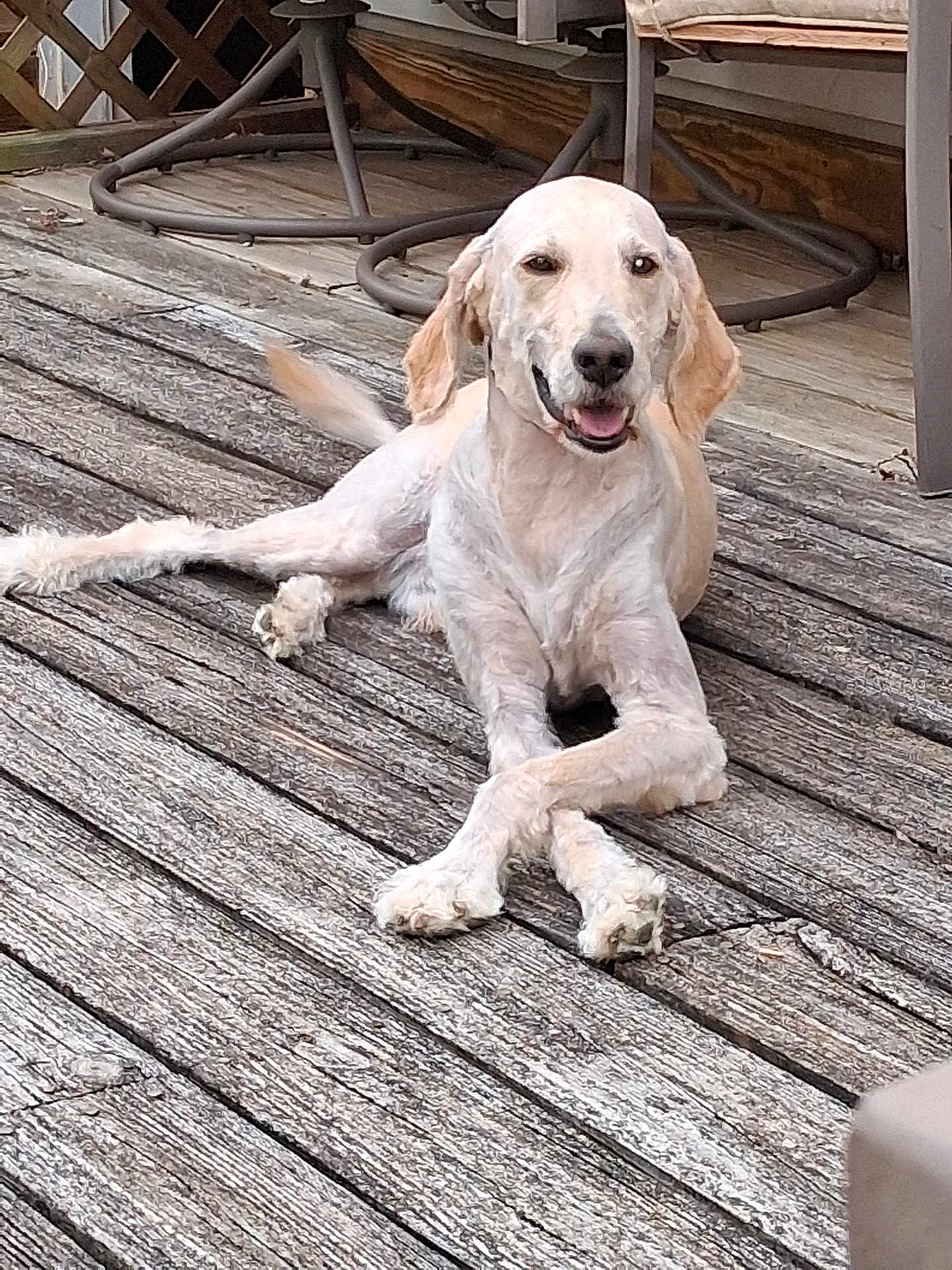 Jax is registered to the contest to win money with this photo: dog, outdoor, wooden_deck, patio, furniture, relaxed, crossed_paws, smiling, pet, canine, sunlight, leisure, domestic_animal, summer, tongue_out, happy, animal, resting, natural_light, backyard