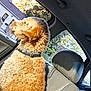 dog, car_interior, window, seat, collar, curly_fur, daylight, person, headrest, tree, house, outdoor_view, leisure, travel, pet, side_view, relaxation, transportation, candid, domestic_animal
