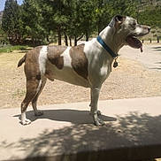 Samson joined the competition — help win amazing prizes! dog, outdoor, bench, collar, tongue_out, sunny, pine_trees, mountain, shadow, side_view, pet, animal, nature, daylight, canine, fur, standing, leash_tag, park, grass