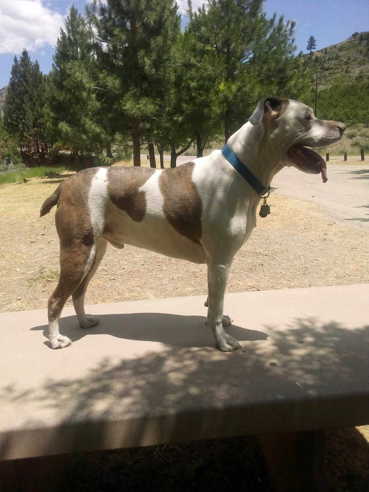 Samson joined the competition — help win amazing prizes! dog, outdoor, bench, collar, tongue_out, sunny, pine_trees, mountain, shadow, side_view, pet, animal, nature, daylight, canine, fur, standing, leash_tag, park, grass