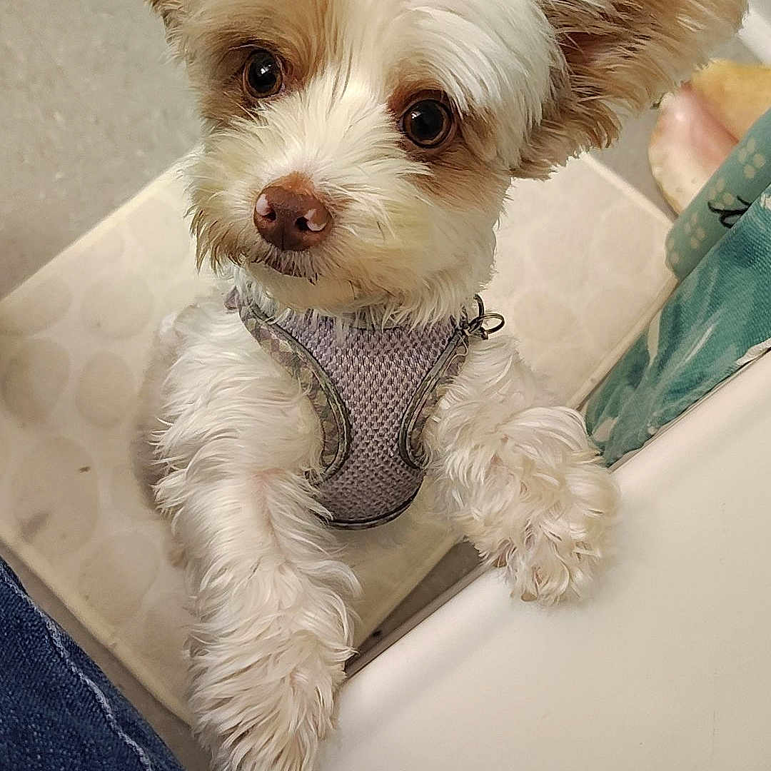 Angel Ranee is registered to the contest to win money with this photo: animal, bathroom, brown_fur, curious, cute, denim, dog, ears, floor, fluffy, harness, indoor, looking_up, paw, person, pet, small_dog, standing, tile_floor, white_fur