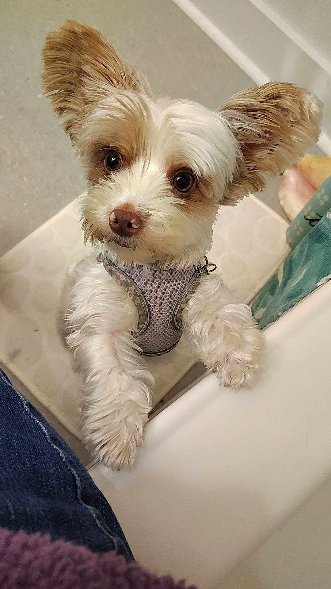 Angel Ranee is registered to the contest to win money with this photo: dog, small_dog, fluffy, ears, pet, indoor, curious, standing, harness, cute, animal, looking_up, white_fur, brown_fur, floor, person, denim, bathroom, tile_floor, paw