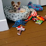 Angel Ranee is registered to the contest to win money with this photo: dog, pet_bed, toy, floor, indoor, small_dog, fluffy, stuffed_toy, colorful, relaxing, domestic, animal, brown_floor, white_wall, collar, play, resting, cozy, household, furniture