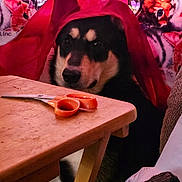 Aries is registered to the contest to win money with this photo: animal, background, blanket, cat_pattern, closeup, colorful, cozy, dog, domestic, fabric, face, furniture, household, indoor, pet, red_cloth, scissors, sitting, table, wood