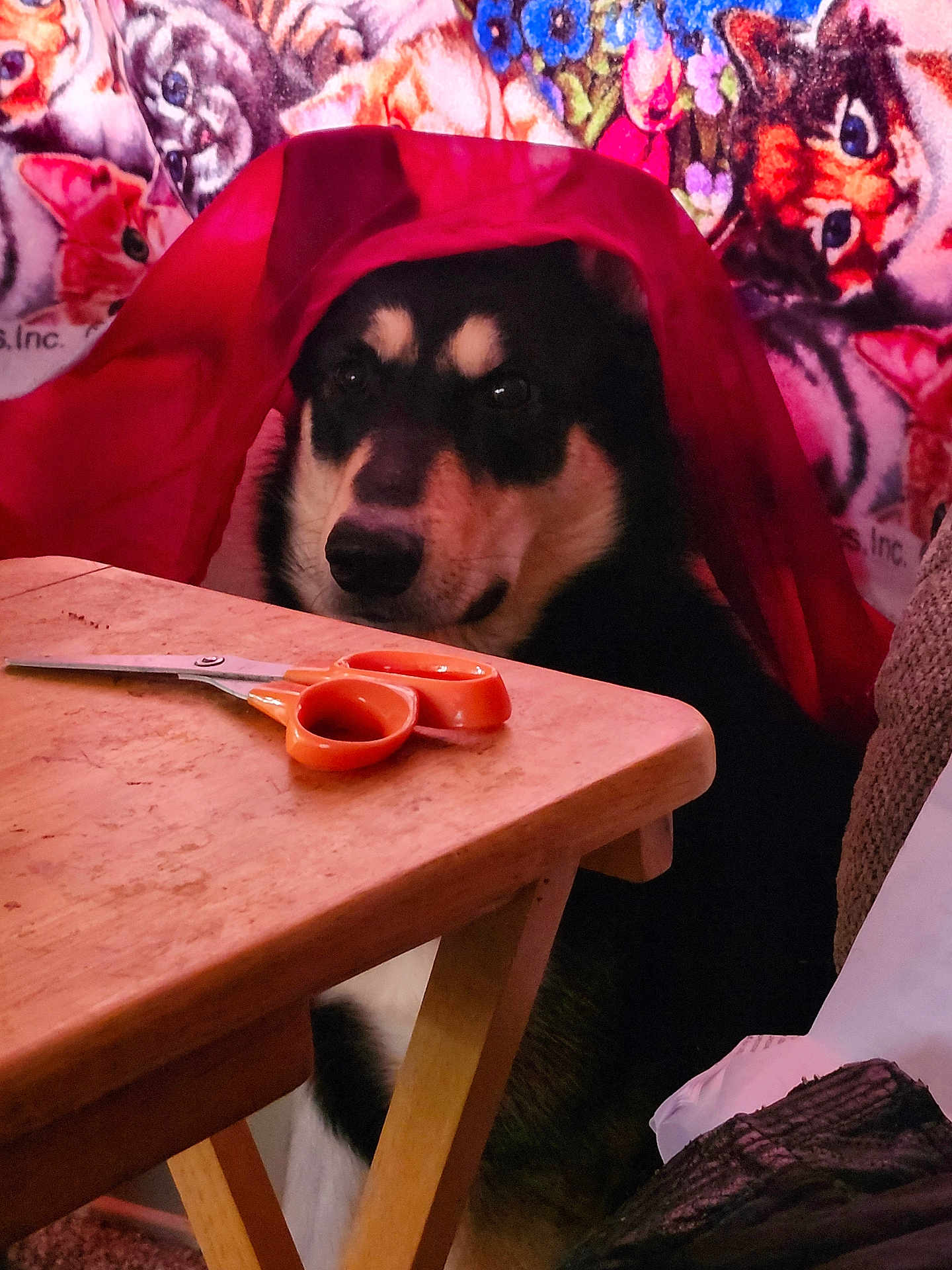 Aries is registered to the contest to win money with this photo: animal, background, blanket, cat_pattern, closeup, colorful, cozy, dog, domestic, fabric, face, furniture, household, indoor, pet, red_cloth, scissors, sitting, table, wood