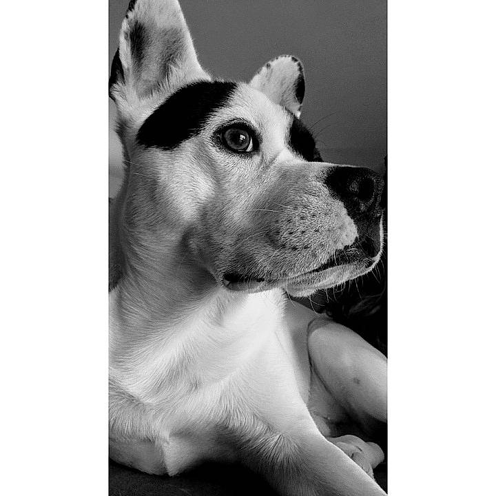 Dark a rejoint le concours — aidez-le/la à gagner de superbes lots ! black_and_white, boston_terrier, canidae, carnivore, dog, dog_breed, fawn, french_bulldog, mammal, non_sporting_group, nose, pit_bull, puppy, snout, sporting_group, vertebrate