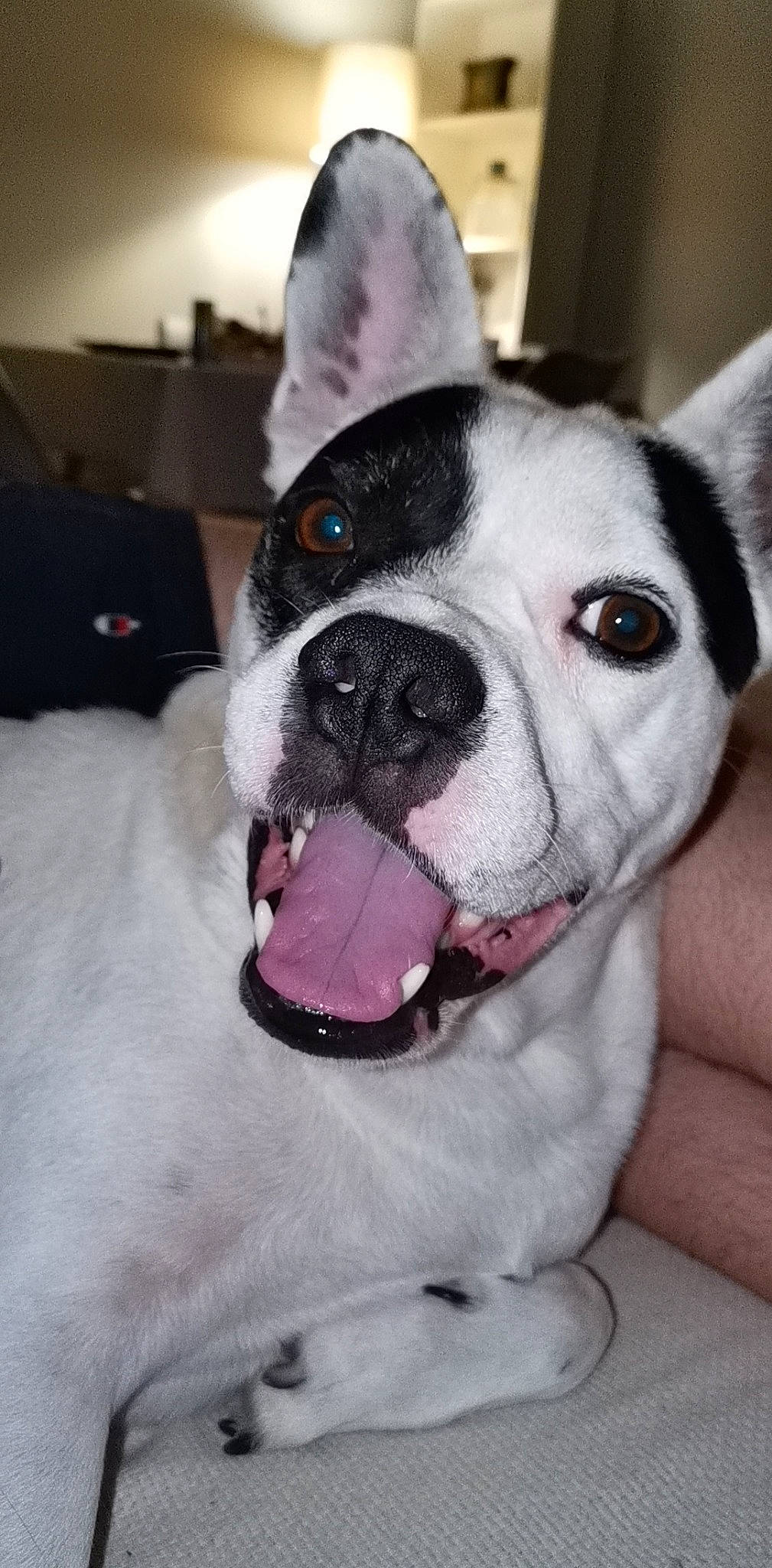 Dark a rejoint le concours — aidez-le/la à gagner de superbes lots ! boston_terrier, canidae, carnivore, collar, dog, dog_breed, dog_collar, ear, eye, french_bulldog, head, mammal, non_sporting_group, nose, organ, snout, toy_bulldog, valley_bulldog, vertebrate, whiskers