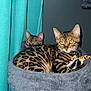Kimchi And Mochi joined the competition — help win amazing prizes! cat, bengal_cat, pet, animal, feline, indoor, cozy, resting, cat_tree, gray, curtain, teal, eyes, ears, fur_pattern, whiskers, closeup, two_cats, domestic_cat, relaxed