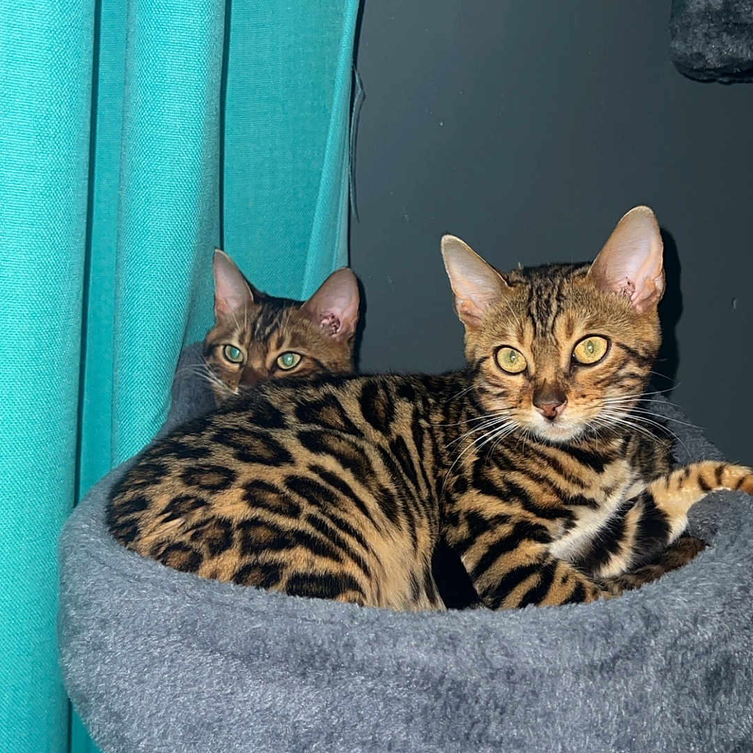 Kimchi And Mochi joined the competition — help win amazing prizes! animal, bengal_cat, cat, cat_tree, closeup, cozy, curtain, domestic_cat, ears, eyes, feline, fur_pattern, gray, indoor, pet, relaxed, resting, teal, two_cats, whiskers